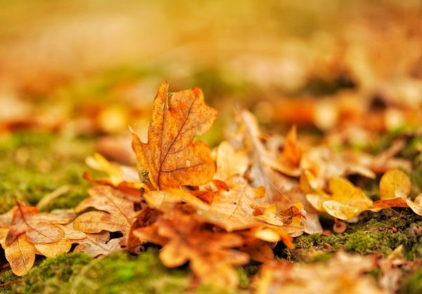 Осень самое красивое время года сочинение, про осеннюю природу