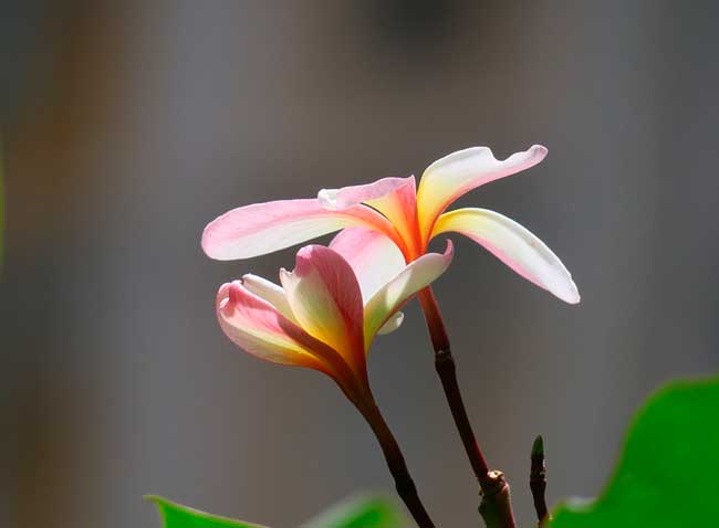 Образ и характеристика Лизаветы в романе Преступление и наказание Достоевского