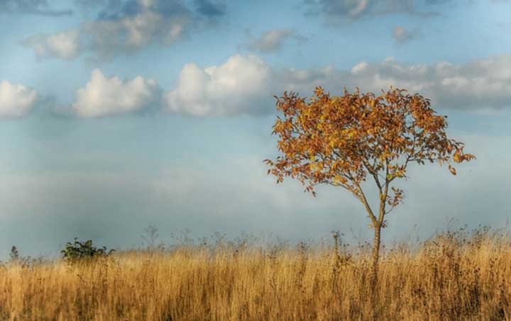 Анализ произведения Тарас Бульба Гоголя 7 класс