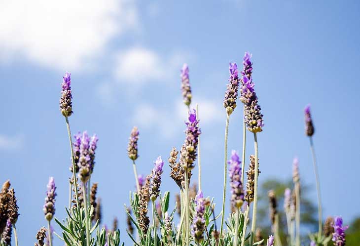 Анализ произведения Записки сумасшедшего Гоголя