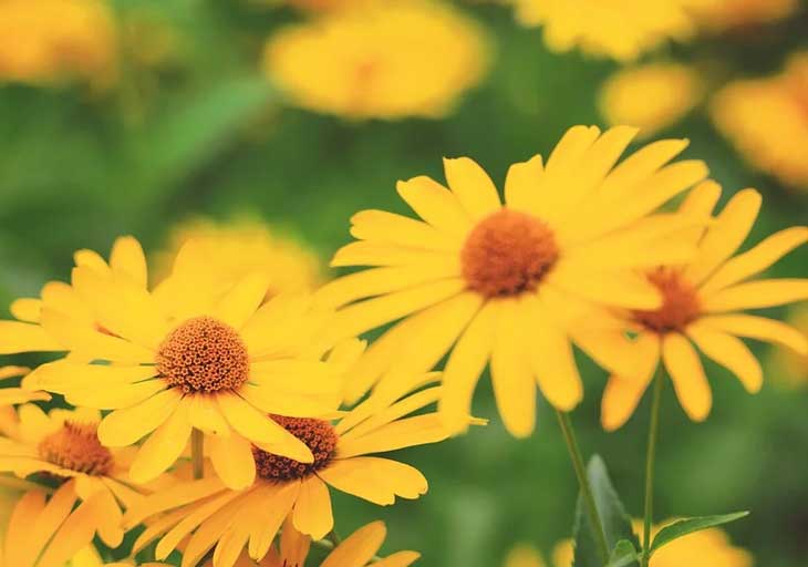 Речь Тараса Бульбы (текст, цитата, анализ) о товариществе в повести Тарас Бульба