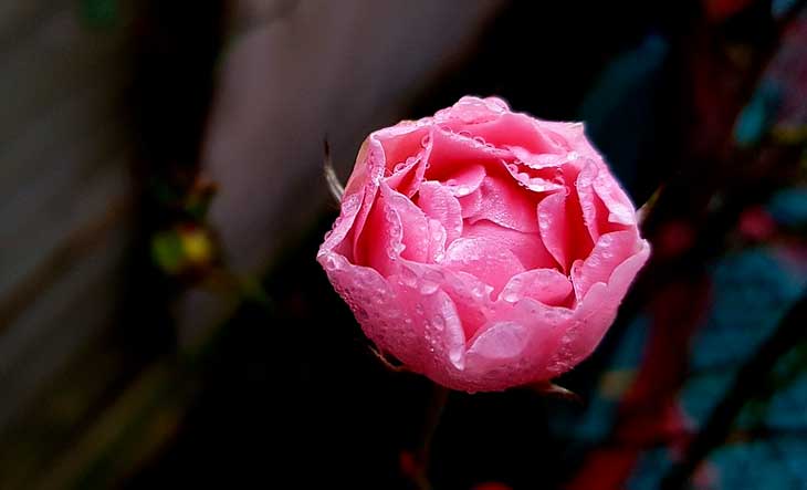 Сочинение по рассказу Макар Чудра Горького 8 класс