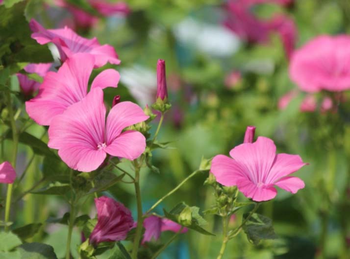 Сочинение Семья Кашириных в повести Детство Горького характеристика и описание жизни