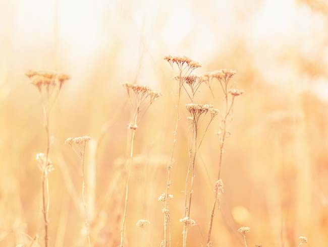 Сочинение Анализ рассказа Яма Куприна