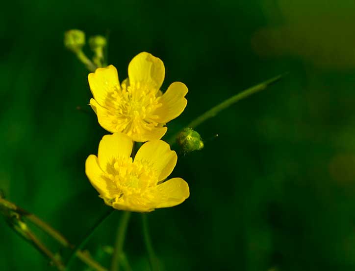 Главные герои повести Очарованный странник Лескова