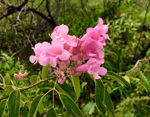 Женские образы в романе Толстого Война и мир