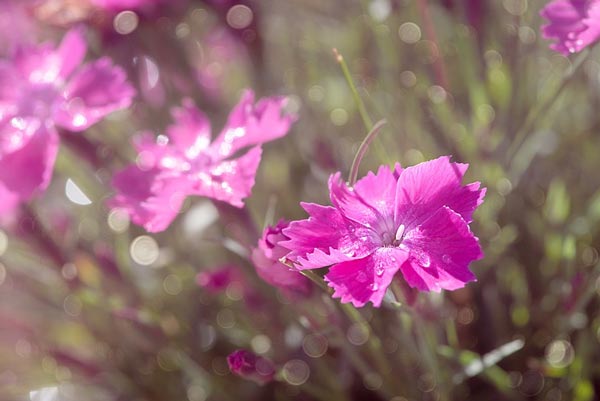 Сочинение на тему Роль учителя в жизни человека