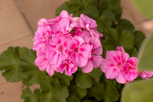 Характеристика и образ Натальи Коршуновой (Мелеховой) в романе Тихий Дон Шолохова сочинение