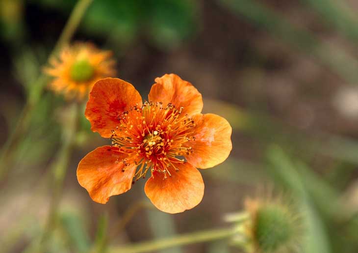 Хождение по мукам - краткое содержание книги Толстого А. Н. (сюжет произведения)